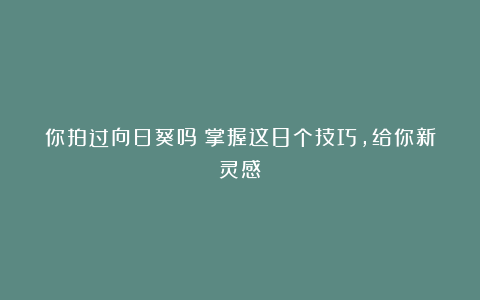 你拍过向日葵吗?掌握这8个技巧,给你新灵感!