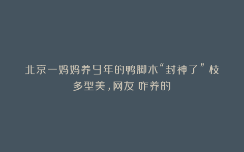 北京一妈妈养9年的鸭脚木“封神了”!枝多型美,网友:咋养的?