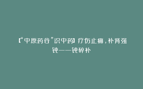 【“中原药谷”识中药】疗伤止痛,补肾强骨——骨碎补