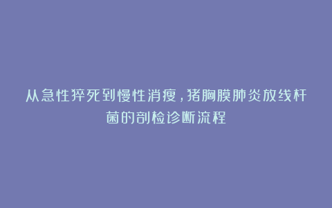 从急性猝死到慢性消瘦,猪胸膜肺炎放线杆菌的剖检诊断流程