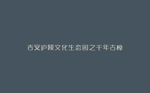 吉安庐陵文化生态园之千年古樟