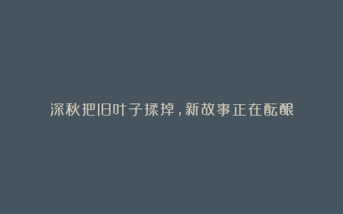 深秋把旧叶子揉掉,新故事正在酝酿