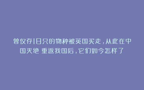 曾仅存18只的物种被英国买走，从此在中国灭绝！重返我国后，它们如今怎样了？