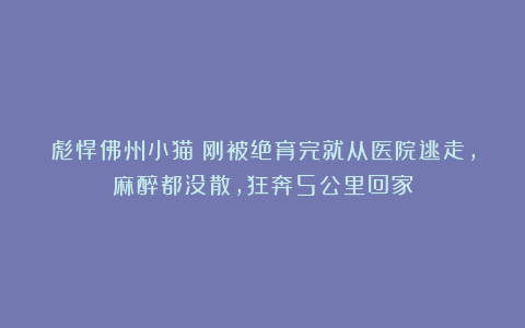 彪悍佛州小猫！刚被绝育完就从医院逃走，麻醉都没散，狂奔5公里回家
