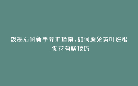 泼墨石斛新手养护指南，如何避免黄叶烂根，促花有啥技巧？