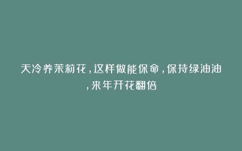 天冷养茉莉花，这样做能保命，保持绿油油，来年开花翻倍！