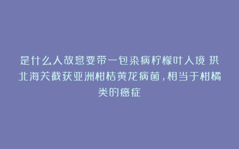 是什么人故意要带一包染病柠檬叶入境？拱北海关截获亚洲柑桔黄龙病菌，相当于柑橘类的癌症！