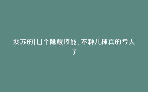 紫苏的10个隐藏技能,不种几棵真的亏大了!