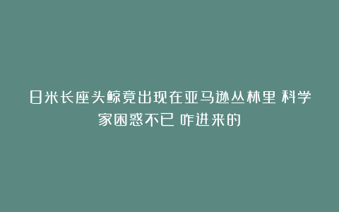 8米长座头鲸竟出现在亚马逊丛林里？科学家困惑不已：咋进来的？