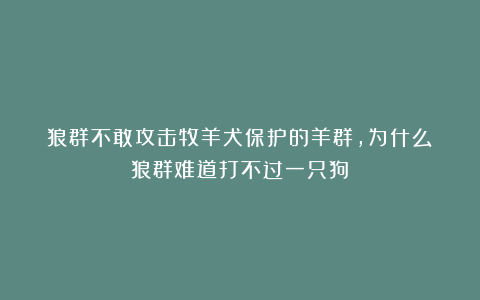 狼群不敢攻击牧羊犬保护的羊群，为什么？狼群难道打不过一只狗？