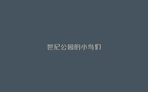 世纪公园的小鸟们