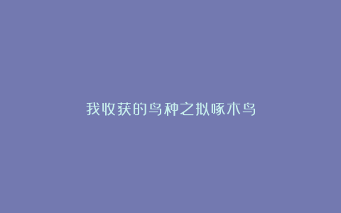我收获的鸟种之拟啄木鸟