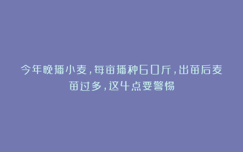 今年晚播小麦，每亩播种60斤，出苗后麦苗过多，这4点要警惕
