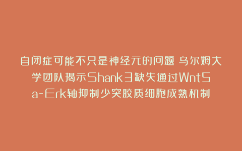 自闭症可能不只是神经元的问题!乌尔姆大学团队揭示Shank3缺失通过Wnt5a-Erk轴抑制少突胶质细胞成熟机制