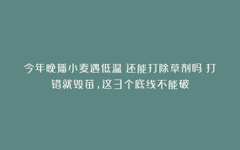 今年晚播小麦遇低温！还能打除草剂吗？打错就毁苗，这3个底线不能破