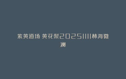 紫黄道场：黄花梨20251111林海微澜