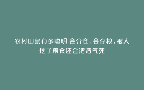 农村田鼠有多聪明？会分仓，会存粮，被人挖了粮食还会活活气死！