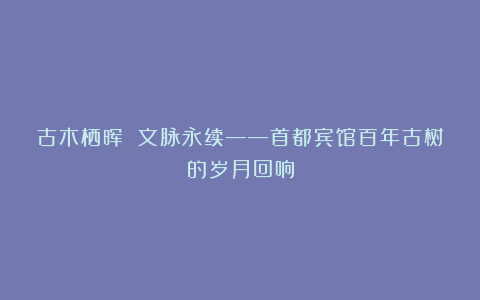 古木栖晖 文脉永续——首都宾馆百年古树的岁月回响