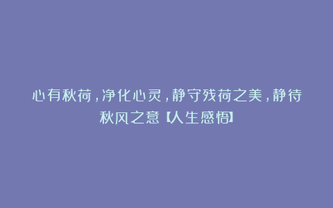 心有秋荷，净化心灵，静守残荷之美，静待秋风之意【人生感悟】