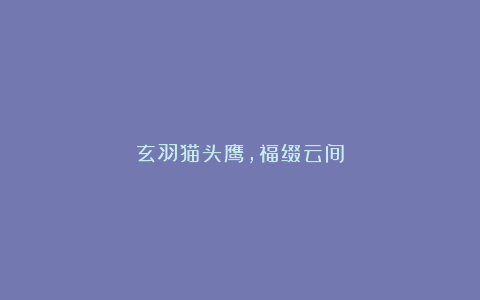 玄羽猫头鹰，福缀云间