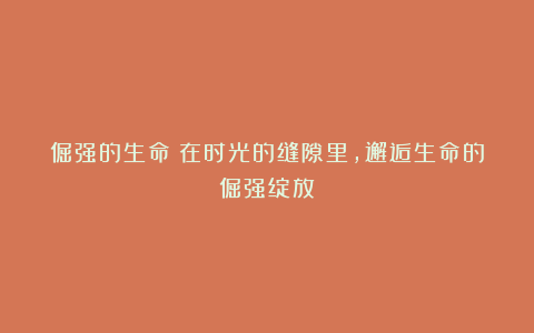 倔强的生命：在时光的缝隙里，邂逅生命的倔强绽放