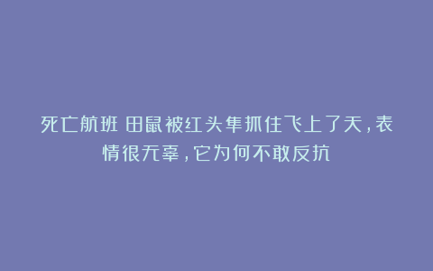 死亡航班！田鼠被红头隼抓住飞上了天，表情很无辜，它为何不敢反抗？