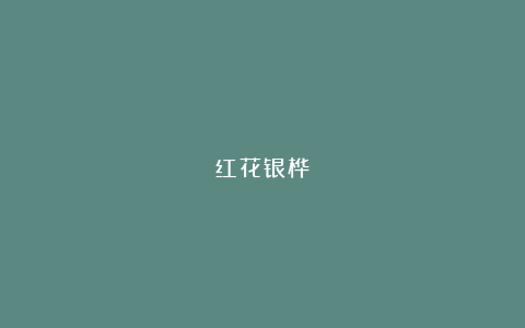 红花银桦