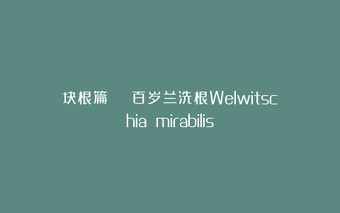 块根篇 | 百岁兰洗根Welwitschia mirabilis