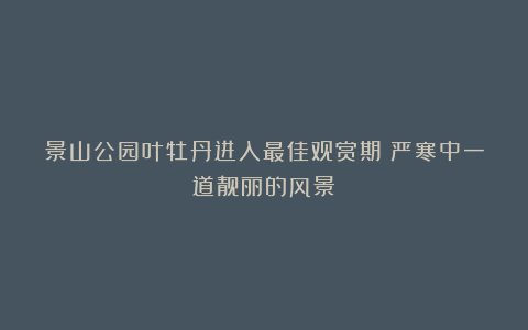 景山公园叶牡丹进入最佳观赏期！严寒中一道靓丽的风景！