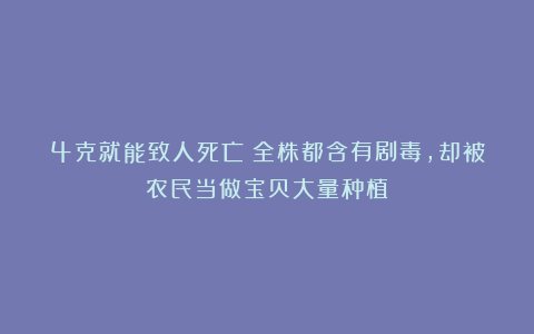 4克就能致人死亡！全株都含有剧毒，却被农民当做宝贝大量种植？