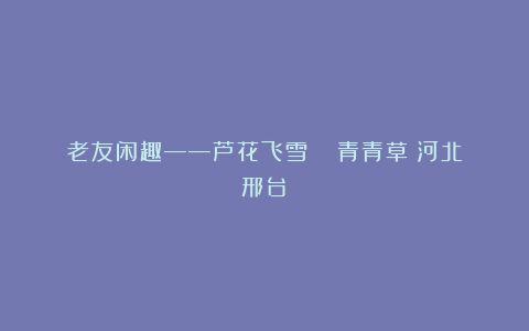 老友闲趣——芦花飞雪 ||青青草(河北邢台)