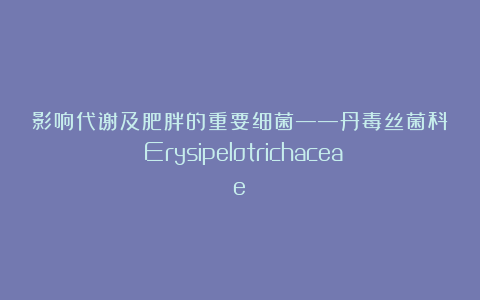 影响代谢及肥胖的重要细菌——丹毒丝菌科（Erysipelotrichaceae）