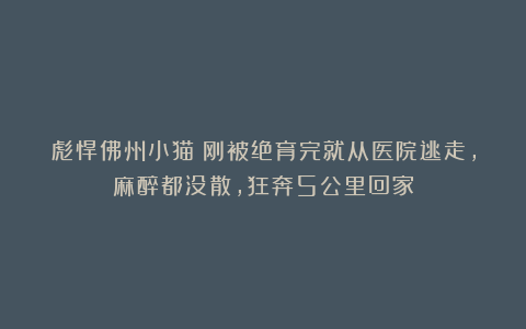 彪悍佛州小猫！刚被绝育完就从医院逃走，麻醉都没散，狂奔5公里回家