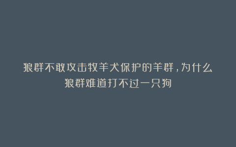 狼群不敢攻击牧羊犬保护的羊群，为什么？狼群难道打不过一只狗？