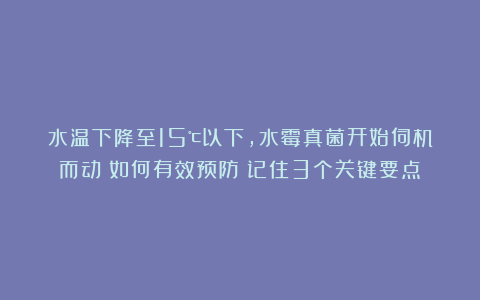 水温下降至15℃以下，水霉真菌开始伺机而动！如何有效预防？记住3个关键要点！