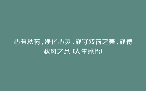 心有秋荷，净化心灵，静守残荷之美，静待秋风之意【人生感悟】