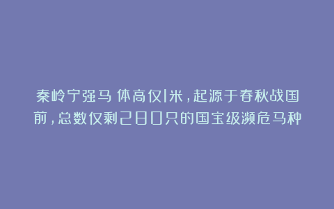 秦岭宁强马：体高仅1米，起源于春秋战国前，总数仅剩280只的国宝级濒危马种