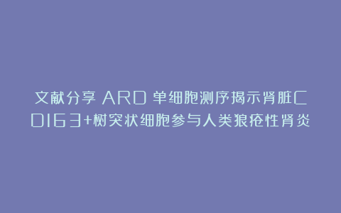 文献分享|ARD|单细胞测序揭示肾脏CD163+树突状细胞参与人类狼疮性肾炎