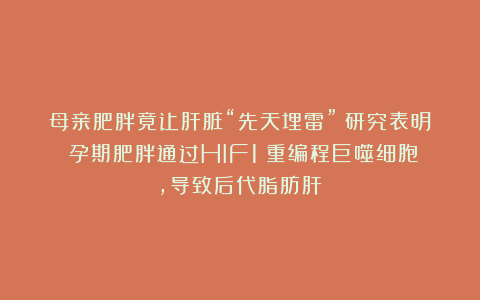 母亲肥胖竟让肝脏“先天埋雷”！研究表明：孕期肥胖通过HIF1α重编程巨噬细胞，导致后代脂肪肝！