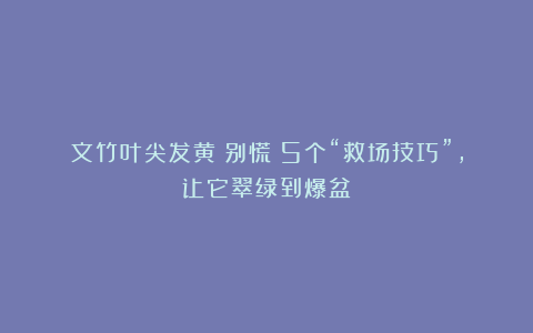 文竹叶尖发黄？别慌！5个“救场技巧”，让它翠绿到爆盆