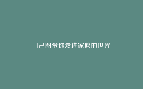 72图带你走进家鹅的世界