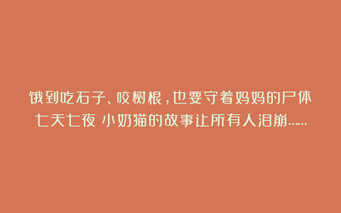 饿到吃石子、咬树根，也要守着妈妈的尸体七天七夜：小奶猫的故事让所有人泪崩……