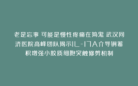 老是忘事？可能是慢性疼痛在捣鬼！武汉同济医院高峰团队揭示IL-17A介导铜蓄积增强小胶质细胞突触修剪机制