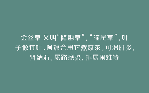 金丝草：又叫“降糖草”、“猫尾草”，叶子像竹叶，阿嬷会用它煮凉茶，可治肝炎、肾结石、尿路感染、排尿困难等