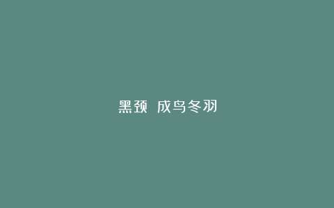 黑颈䴙䴘成鸟冬羽
