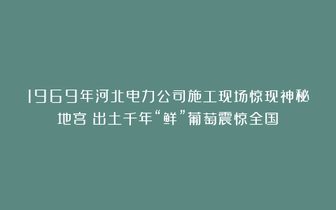 1969年河北电力公司施工现场惊现神秘地宫!出土千年“鲜”葡萄震惊全国!