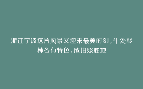 浙江宁波这片风景又迎来最美时刻，4处杉林各有特色，成拍照胜地