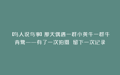 【鸟人说鸟事】那天偶遇一群小黄牛一群牛背鹭——有了一次拍摄 留下一次记录