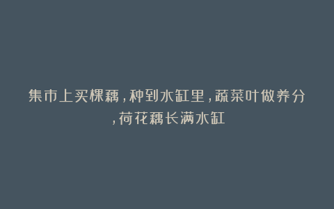 集市上买棵藕，种到水缸里，蔬菜叶做养分，荷花藕长满水缸