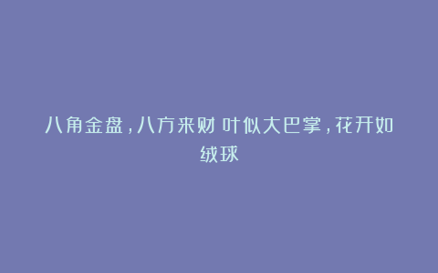 八角金盘,八方来财|叶似大巴掌,花开如绒球